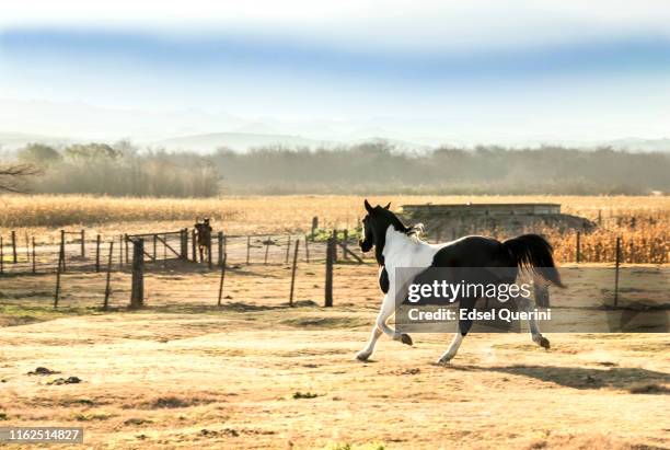 trote de caballo en agricultura y ganadería, córdoba, argentina. - cordoba argentina fotografías e imágenes de stock
