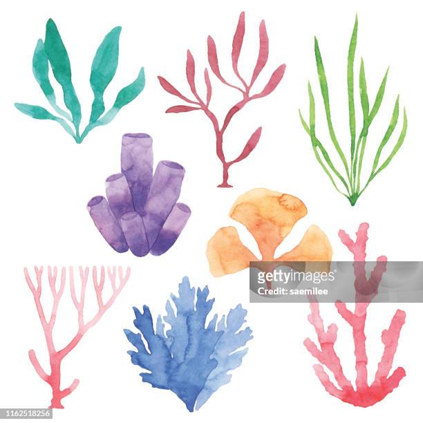 illustrazioni stock, clip art, cartoni animati e icone di tendenza di set piante marine ad acquerello - mare