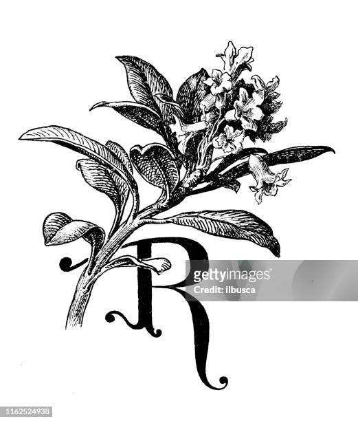antique illustration from mountaineering book: alpenrose and letter r - rhododendron stock illustrations