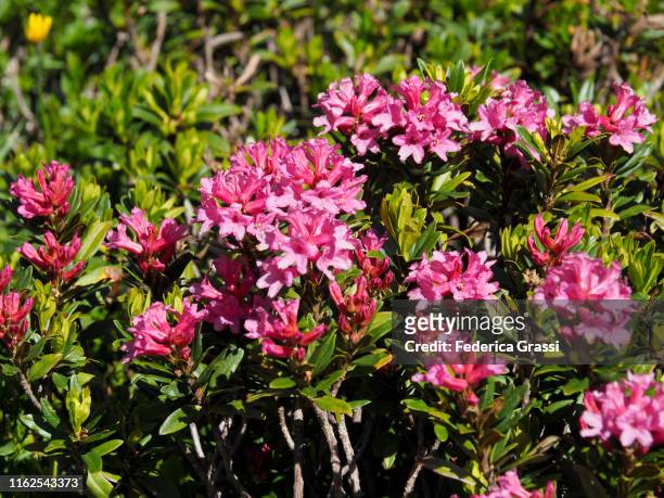 alpenroses (rhododendron ferrugineum) flowering along hiking trail at alpe veglia natural park - rhododendron stock pictures, royalty-free photos & images