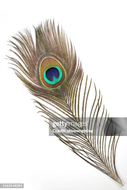 peacock feather - peacock feathers stock-fotos und bilder