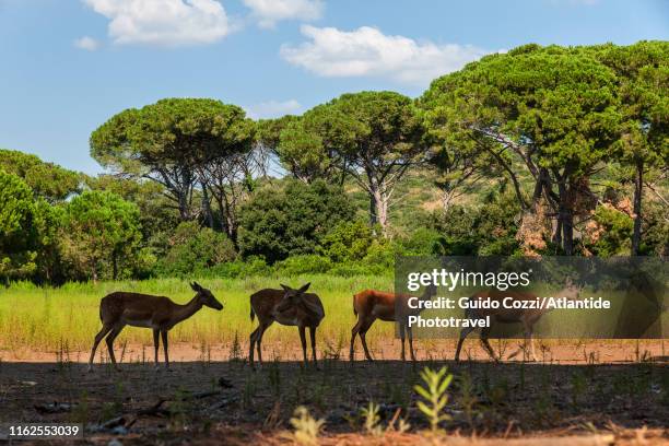 feniglia pinewood, fawns - riserva naturale foto e immagini stock