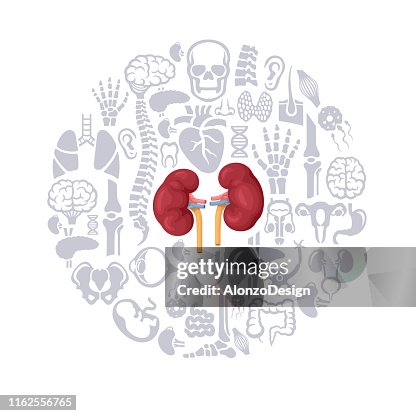 Kidney Function Vector Human Kidney Vector High-Res Vector Graphic - Getty Images