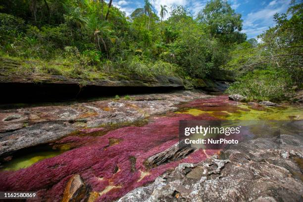 Cao Cristales photographed Monday, August 12, 2019. The river located in the Serrania de la Macarena province of Meta, Colombia and is a tributary of...