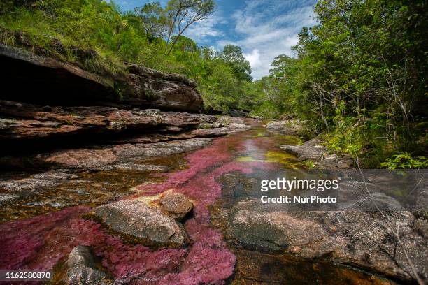 Cao Cristales photographed Monday, August 12, 2019. The river located in the Serrania de la Macarena province of Meta, Colombia and is a tributary of...