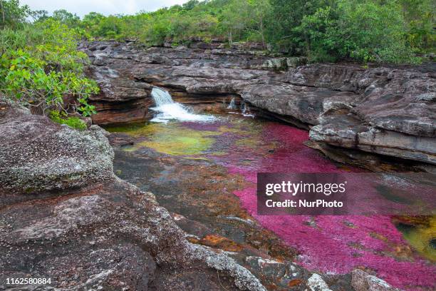 Cao Cristales photographed Wednesday, August 14, 2019. The river located in the Serrania de la Macarena province of Meta, Colombia and is a tributary...