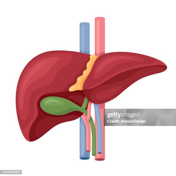 human liver anatomy vector - biological process stock illustrations