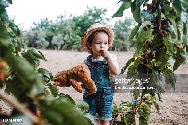 bambina che raccoglie gelso maturo fresco - mulberry bush foto e immagini stock
