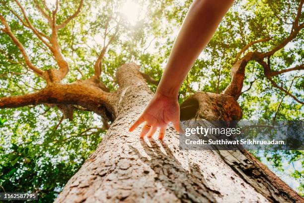 low angle view of hand touching tree trunk against sunlight - sensory perception stock pictures, royalty-free photos & images