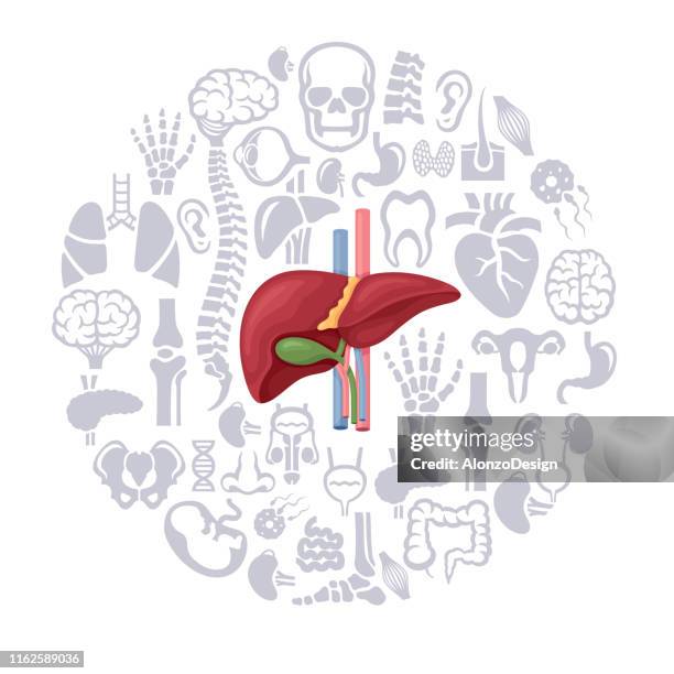 human liver collage - fetus heart stock illustrations