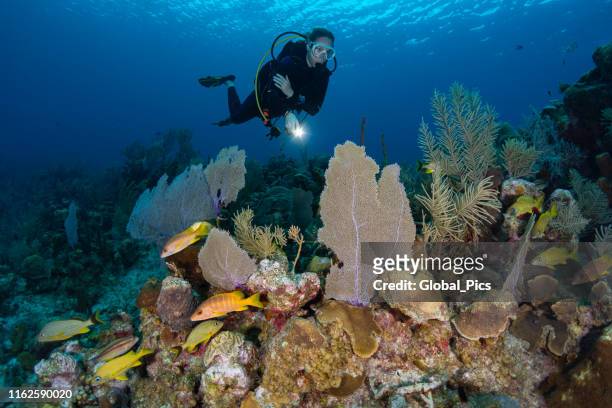 vita marina caraibica e subacquea femminile - grand cayman islands foto e immagini stock