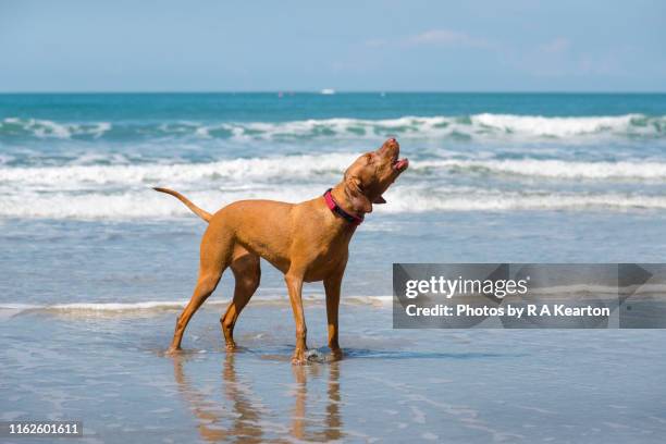 vizsla dog on a beach in bright sunshine - ladrando fotografías e imágenes de stock