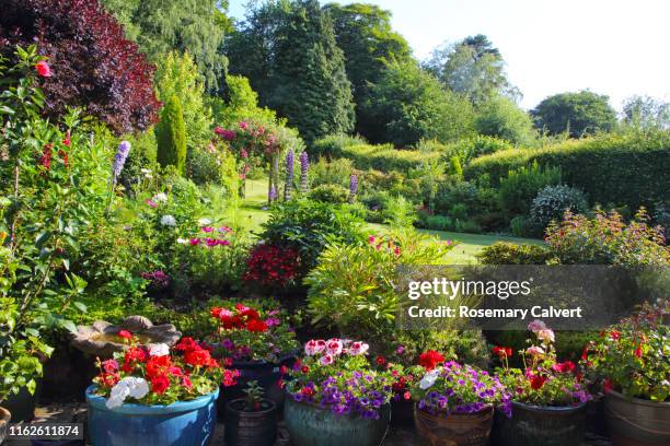 english domestic garden full of flowers in evening light. - delphinium stock pictures, royalty-free photos & images