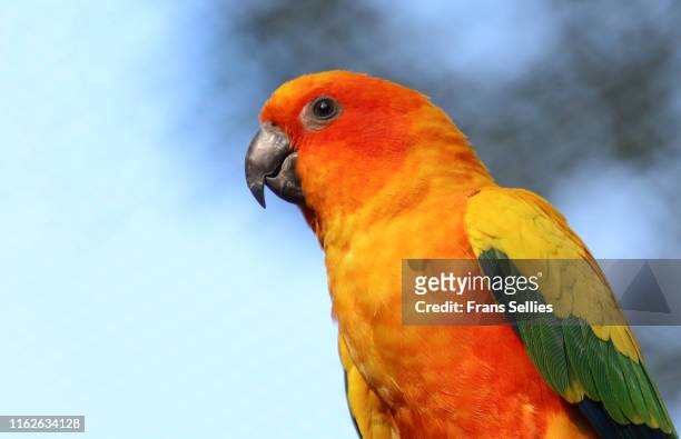 portrait of a sun parakeet (aratinga solstitialis) - sun conure stock pictures, royalty-free photos & images