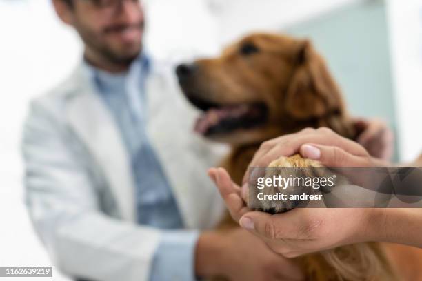 close-up on a beautiful dog at the vet - veterinaria imagens e fotografias de stock