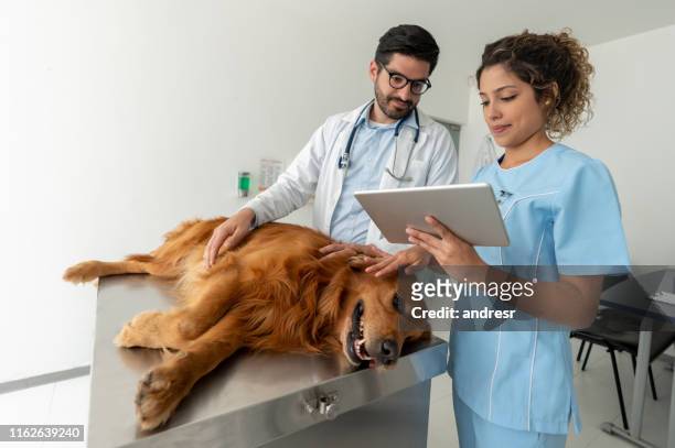 doctors doing a medical exam on a dog at the veterinary clinic - veterinario imagens e fotografias de stock