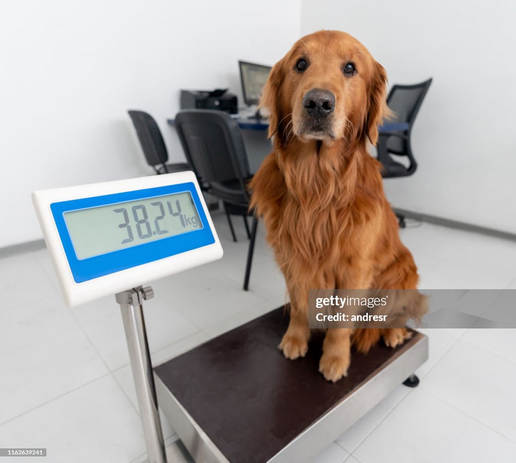Beautiful Dog Standing On A Weight Scale At The Vet High-Res Stock Photo -  Getty Images