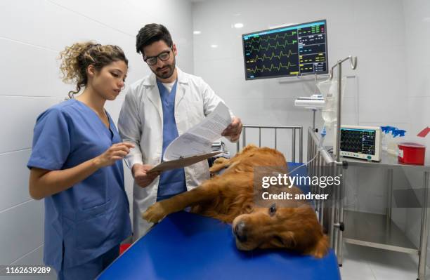 veterinários que fazem um exame médico a um cão no hospital animal - animal hospital - fotografias e filmes do acervo