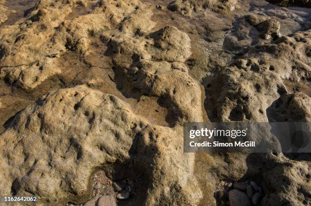 rock platform at port willunga, south australia, australia - sandstone stock pictures, royalty-free photos & images