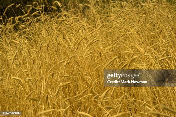 Ryegrass Photos and Premium High Res Pictures - Getty Images