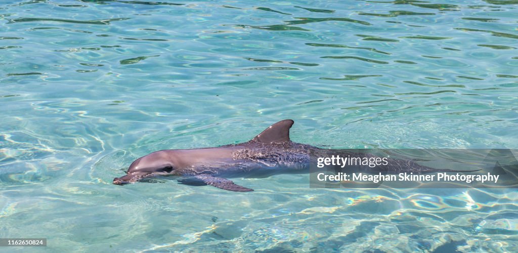 Wild Dolphins