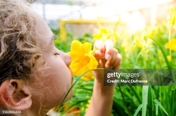 fille sentant l'hemerocallis jaune - perception sensorielle photos et images de collection