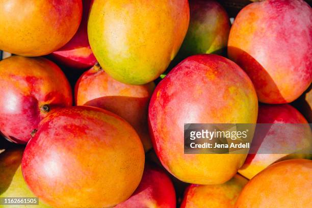 closeup of mangoes, mango fruit, tropical fruit - fruta tropical fotografías e imágenes de stock