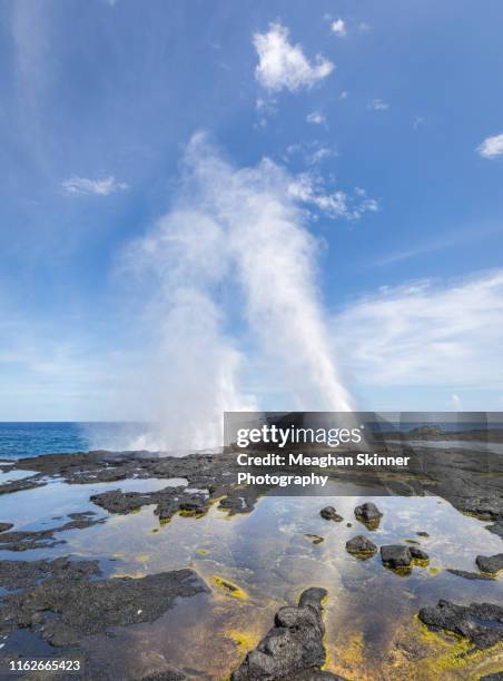 alofaaga blowholes - blåshål djurkroppsdel bildbanksfoton och bilder