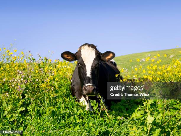 cow in a field looking at camera - cow eyes stock pictures, royalty-free photos & images