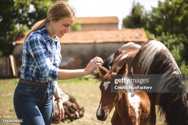 mädchen gewinnt vertrauen von einer neugeborenen stute - stute stock-fotos und bilder