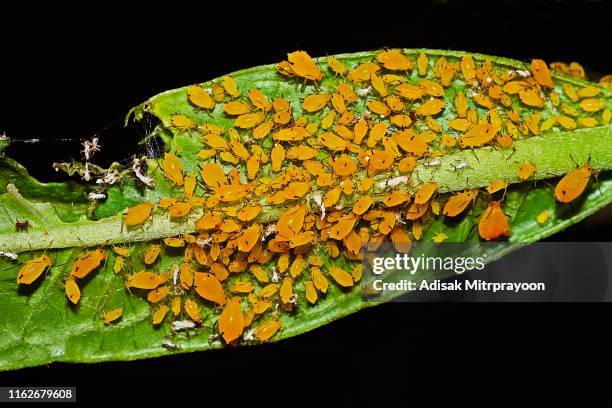 aphid community op tak (zwarte achtergrond) - aphid stockfoto's en -beelden