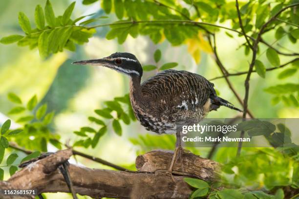 237 Sunbittern Stock Photos, High-Res Pictures, and Images - Getty Images