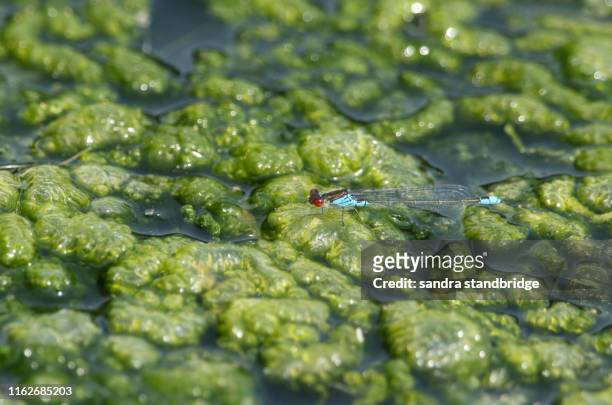 a stunning male small red-eyed damselfly, erythromma viridulum, perching on blanket weed floating on the surface of a lake. - kroos stockfoto's en -beelden