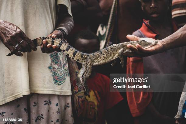 captured crocodile in papua new guinea's east sepik province - sepik imagens e fotografias de stock