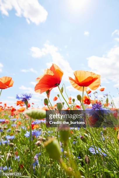 close-up of poppies and cornflowers on meadow against sunlight and blue sky - pavot sauvage photos et images de collection