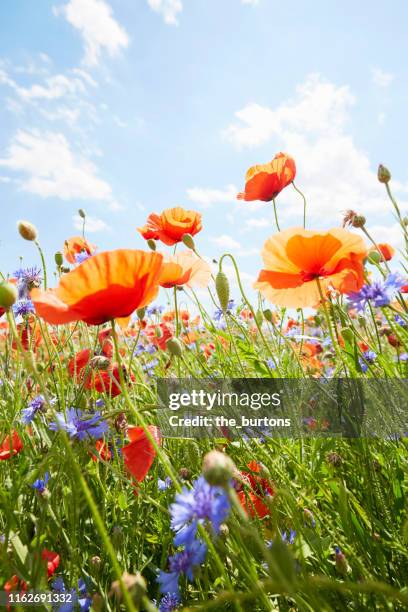close-up of poppies and cornflowers on meadow against sunlight and blue sky - fiore di campo foto e immagini stock