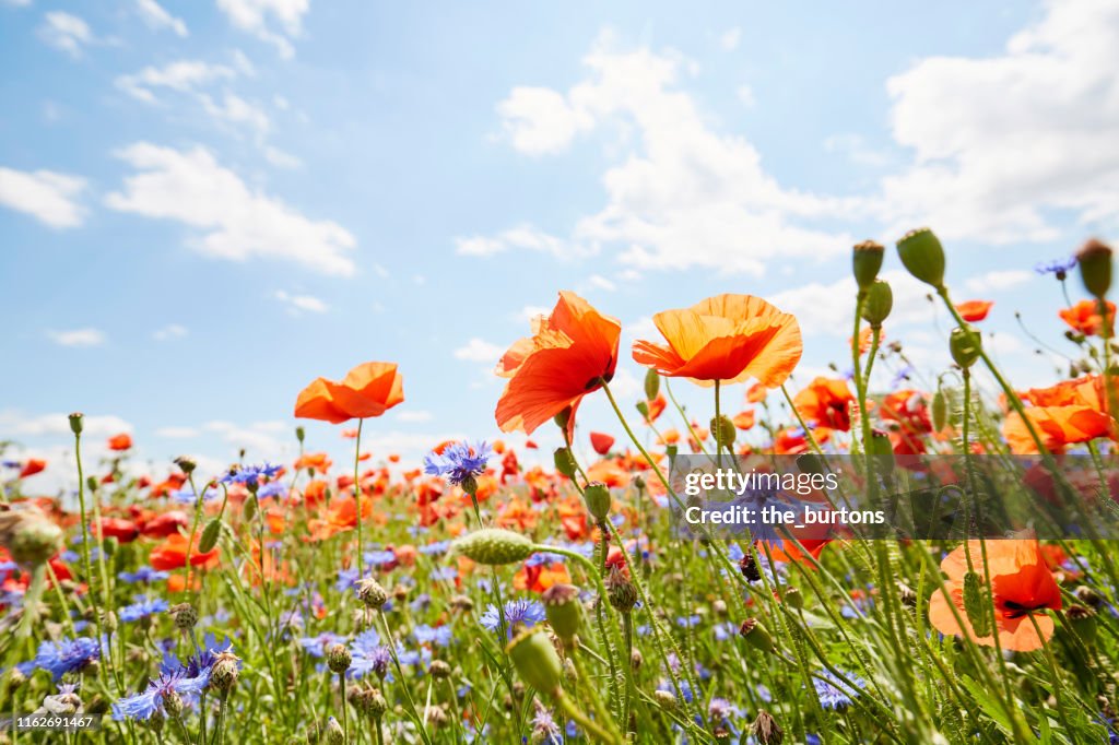 Close-Up of poppies and cornflowers on meadow against sunlight and blue sky