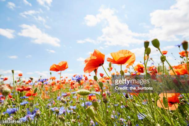 close-up of poppies and cornflowers on meadow against sunlight and blue sky - frühling stock-fotos und bilder