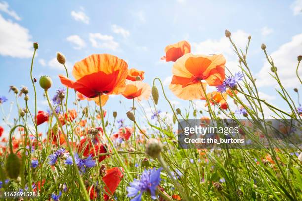 close-up of poppies and cornflowers on meadow against sunlight and blue sky - meadow flowers stock pictures, royalty-free photos & images