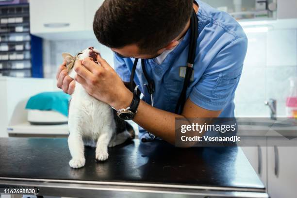 veterinarian life - vet with kitten stock pictures, royalty-free photos & images