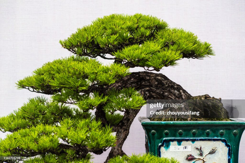 The garden bonsai art