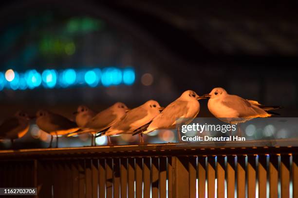 seagulls on the hohenzollern bridge at night - lit cologne 2018 stock pictures, royalty-free photos & images