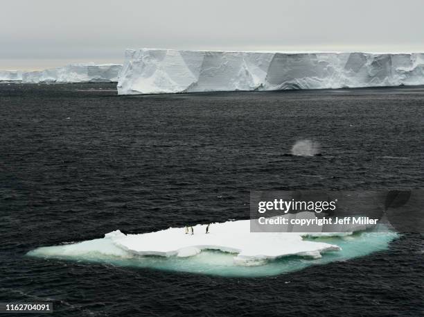 humpback whale and king penguins, southern ocean, antarctica - antarctica whale stock pictures, royalty-free photos & images