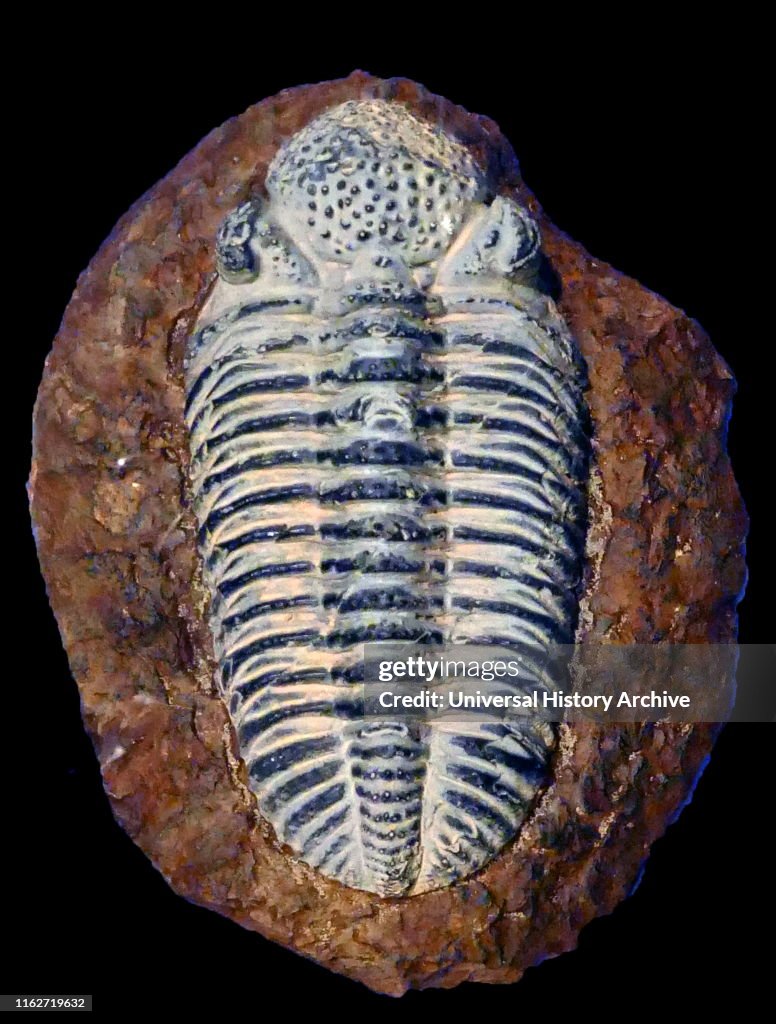 Trilobites form one of the earliest-known groups of arthropods.