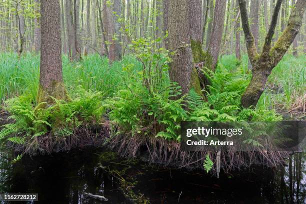 Alder carr showing European alder / black alder trees in spring, Saxony-Anhalt, Germany.