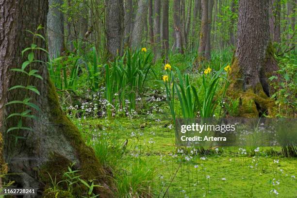 Alder carr showing black alder trees and aquatic plants like yellow flag and water violet / featherfoil .