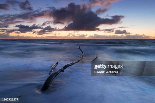 West coast of the Darss, Peninsula of Fischland-Darss-Zingst, Western Pomerania Lagoon Area National Park, Mecklenburg-Western Pomerania, Germany.