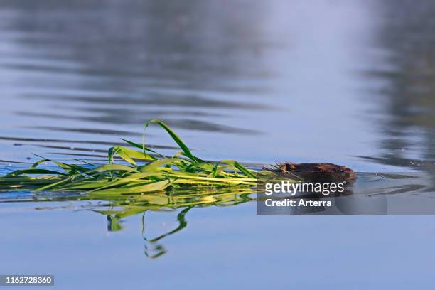 Close up of Eurasian beaver / European beaver swimming with branch in mouth to den / lodge.