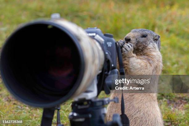 Curious Alpine marmot behind wildlife photographer's Canon camera with large telephoto lens mounted on tripod.