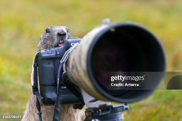 Curious Alpine marmot behind wildlife photographer's Canon camera with large telephoto lens mounted on tripod.